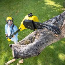 Best Stump Grinding and Removal  in Austin, AR