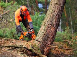 Trusted Austin, AR Tree Services Experts