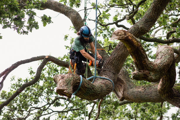 Best Commercial Tree Services  in Austin, AR