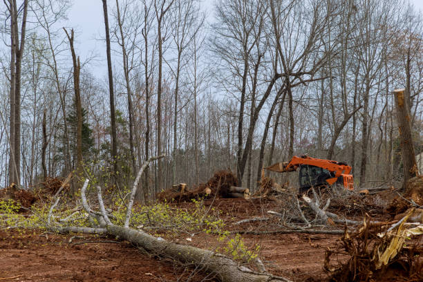 Best Tree Disease Treatment  in Austin, AR