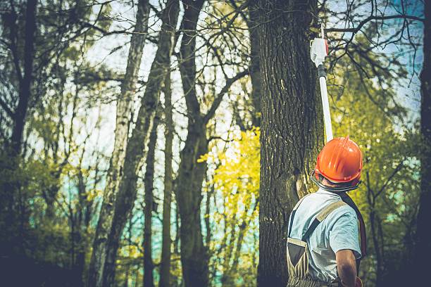 Best Storm Damage Tree Cleanup  in Austin, AR